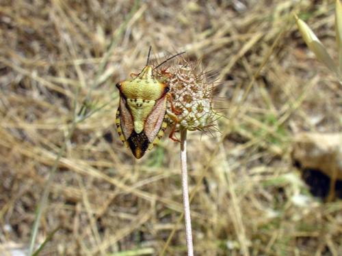 Carpocoris mediterraneus atlanticus