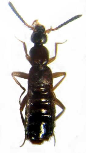 Drusilla canaliculata
