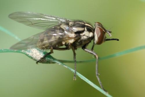 Réf. 35 961 : Stomoxys calcitrans
