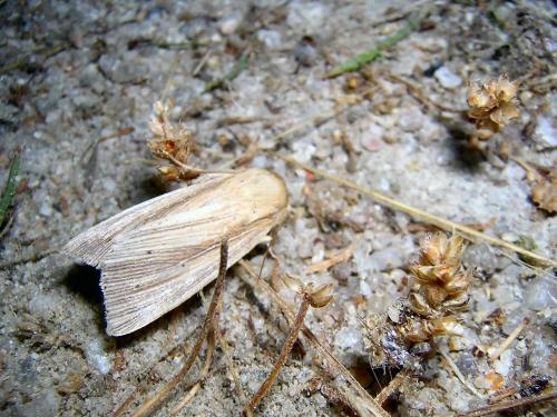 Mythimna straminea