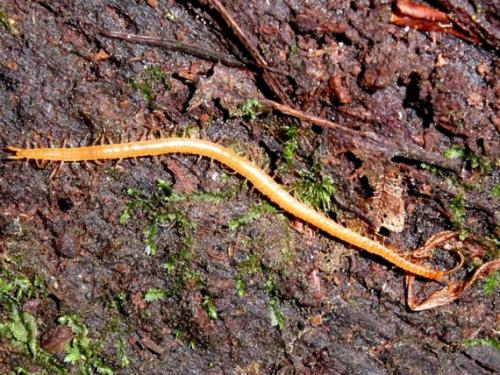 Strigamia carniolensis