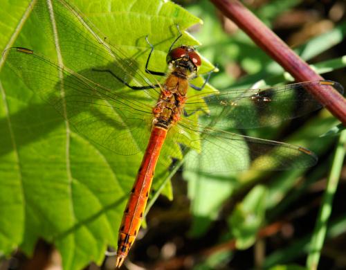 Sympetrum depressiusculum