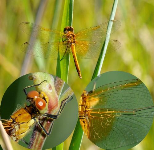 Réf. 35 167 : Sympetrum flaveolum