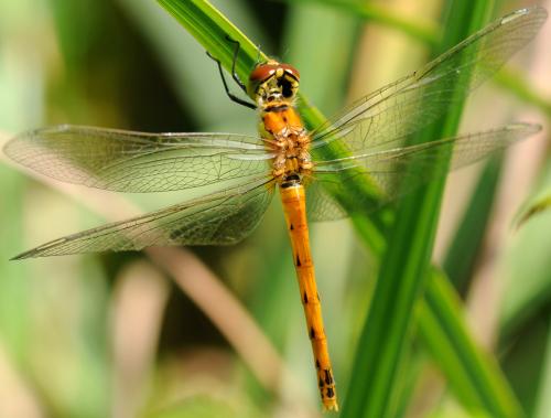 Réf. 35 224 : Sympetrum depressiusculum