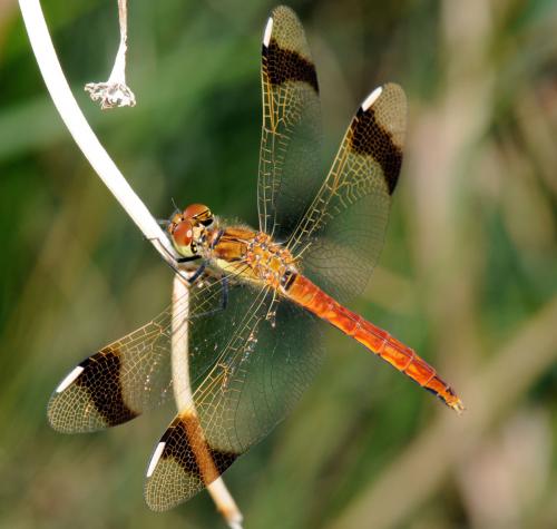 Réf. 35 000 : Sympetrum pedemontanum
