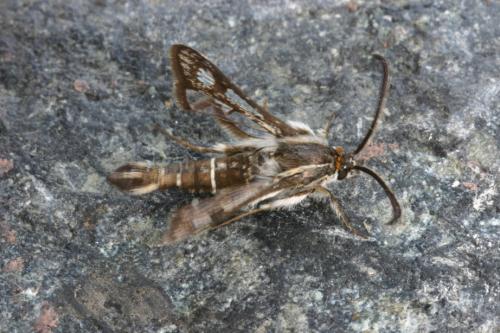 Réf. 35 410 : Pyropteron affinis
