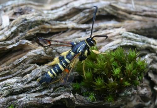 Réf. 35 389 : Synanthedon vespiformis