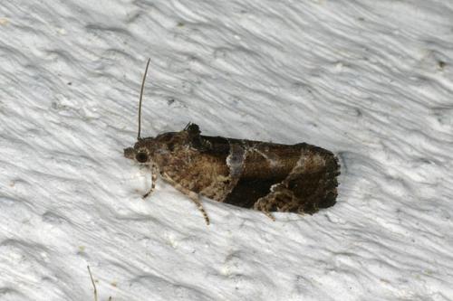 Eudemis porphyrana