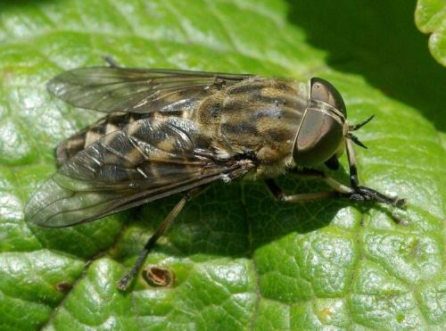 Réf. 35 034 : Tabanus autumnalis