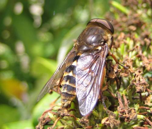 Réf. 35 809 : Tabanus sudeticus