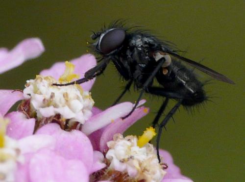 Rhinophora lepida