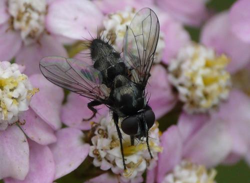 Rhinophora lepida