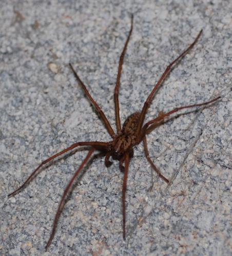 Tegenaria sp.
