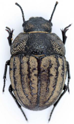 Diodontes sp.