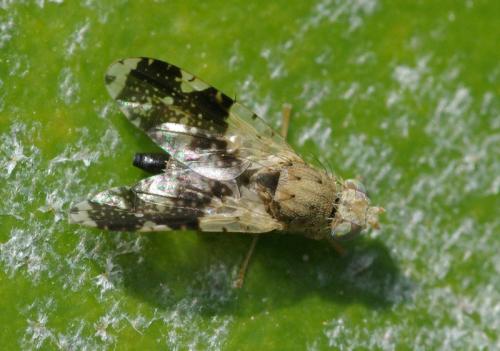 Réf. 35 326 : Tephritis formosa