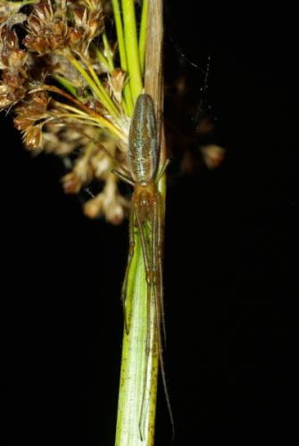 Réf. 35 362 : Tetragnatha extensa