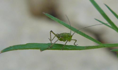 Leptophyes punctatissima