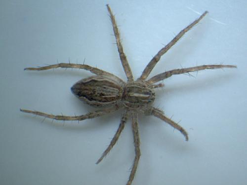 Pisaura mirabilis