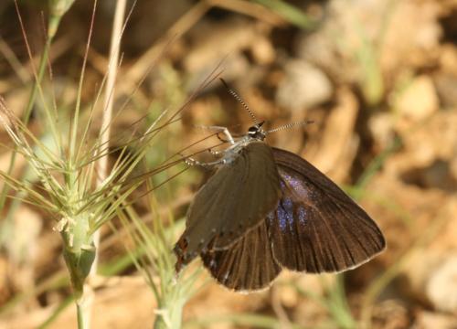 Laeosopis roboris