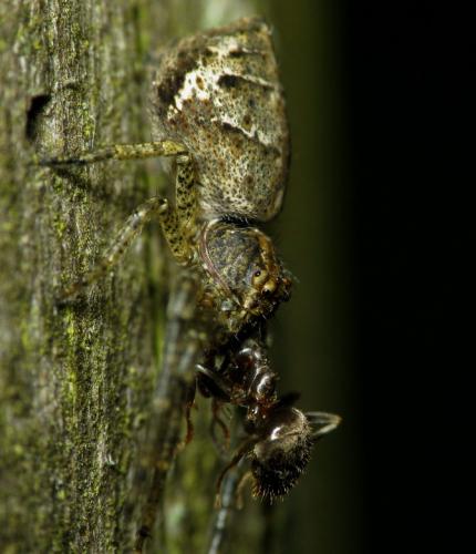 Réf. 35 720 : Tmarus sp.