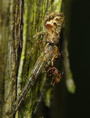 Réf. 35 718 : Tmarus sp.
