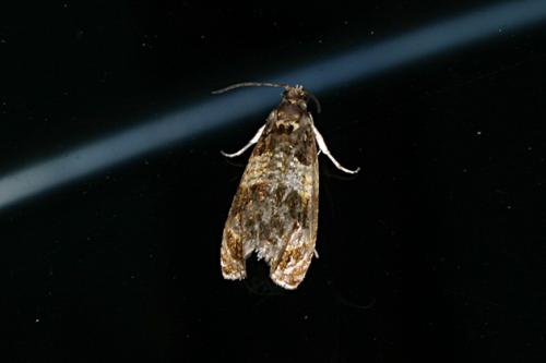 Celypha lacunana