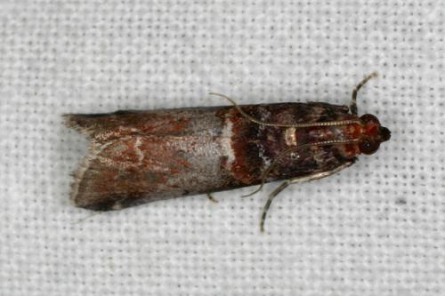 Réf. 35 739 : Acrobasis advenella