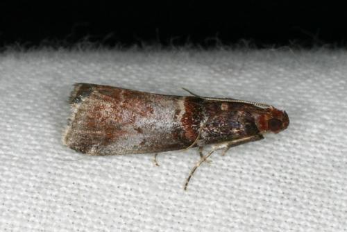 Réf. 35 741 : Acrobasis advenella