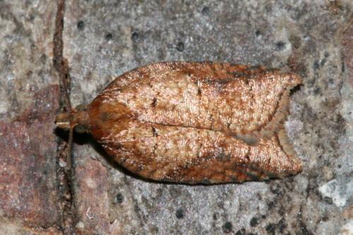 Réf. 35 794 : Acleris sp.