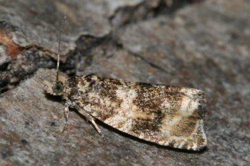 Réf. 35 795 : Orthotaenia undulana