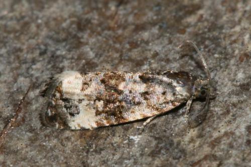 Réf. 35 796 : Endothenia marginana