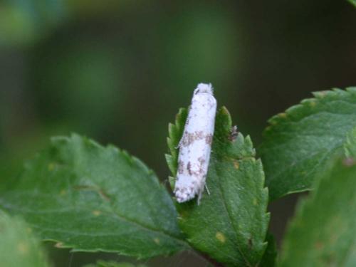 Réf. 35 213 : Scythropia crataegella
