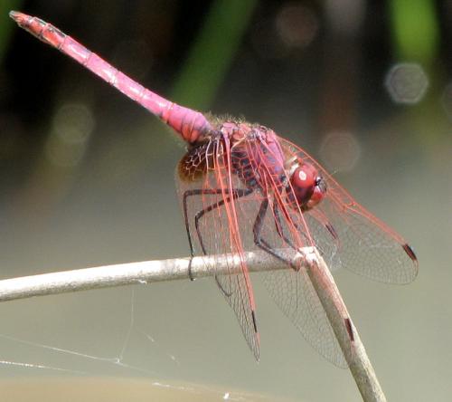 Trithemis annulata
