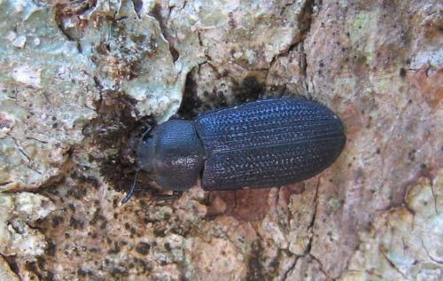 Réf. 35 378 : Seidlitzella procera