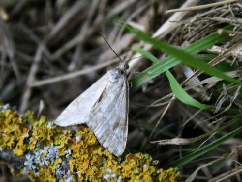 Evergestis frumentalis