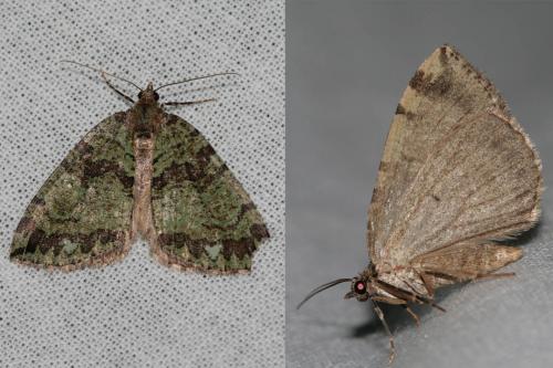Réf. 35 008 : Hydriomena furcata