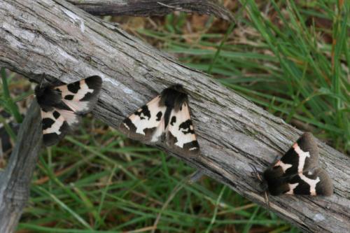 Watsonarctia deserta