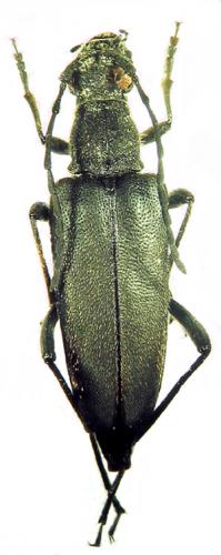 Anastrangalia dubia