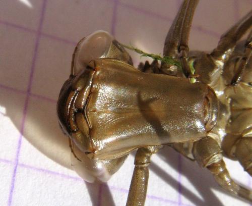 Aeshna juncea