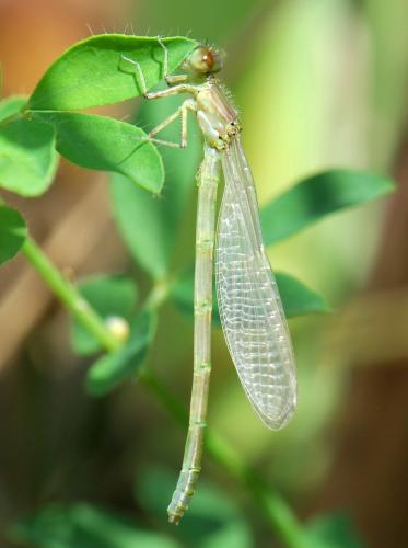 Erythromma viridulum