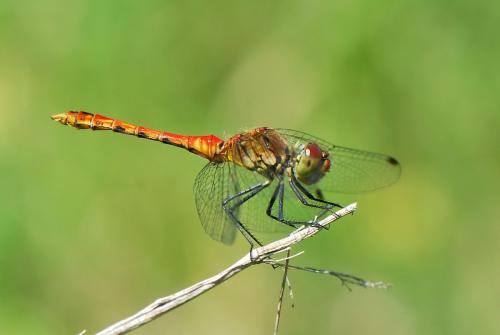 Réf. 35 220 : Sympetrum sanguineum