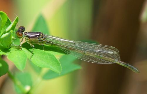 Erythromma viridulum