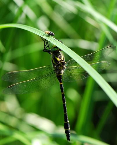 Cordulegaster boltonii