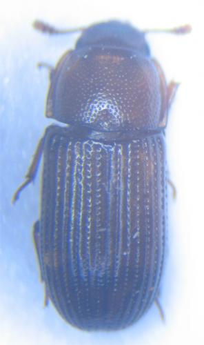 Réf. 35 150 : Clamoris crenata