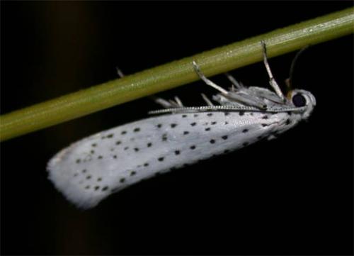 Yponomeuta evonymella