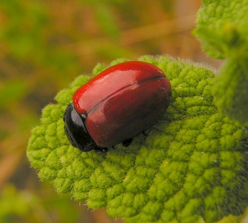 Réf. 35 074 : Chrysolina lucida