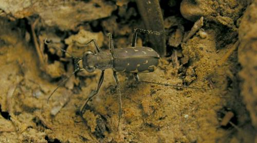 Myriochila melancholica