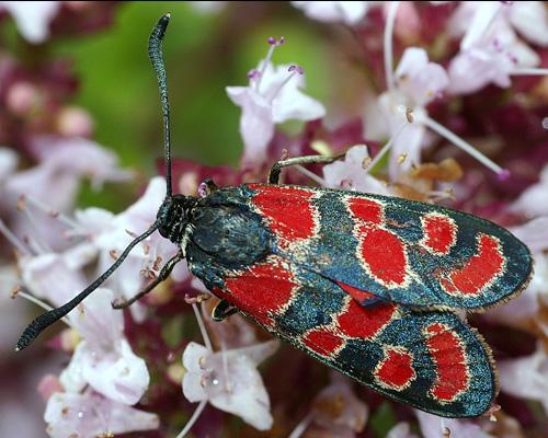Zygaena carniolica