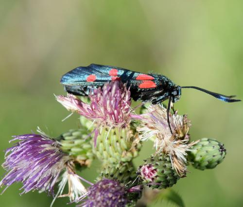 Zygaena sp.