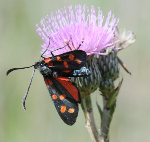 Réf. 35 234 : Zygaena sp.
